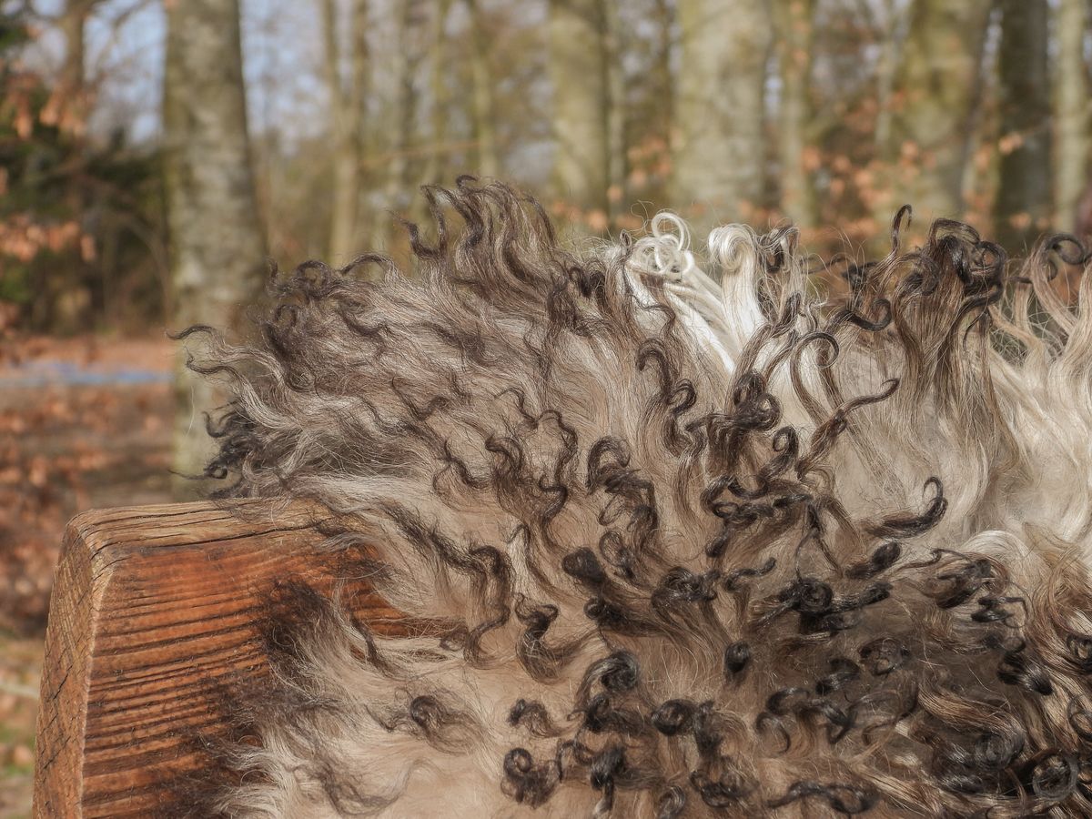 New Zealand Sheepskin | Long Wool | 39 in Grey Beige