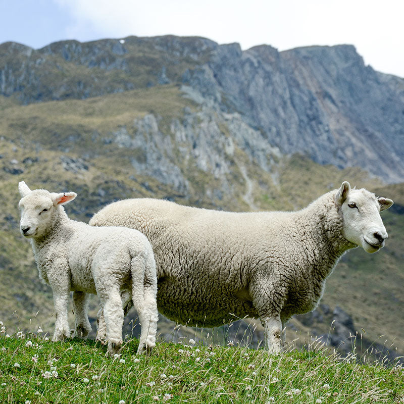 Sheep grazing on a grassy hillside, raised for meat with the skin as a by-product