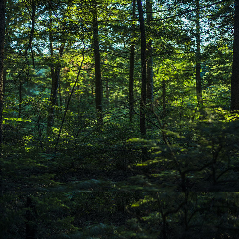 Choose sustainability and animal welfare