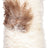 Curly Cushion | 11x22 in White/Brown/Mix